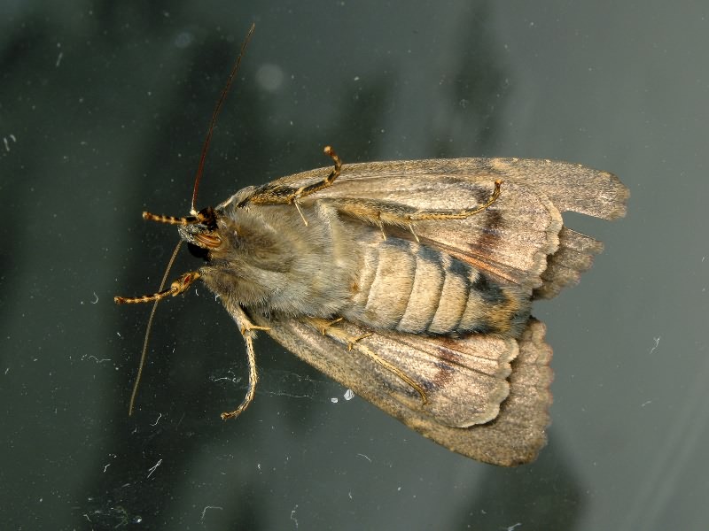 Amphipyra berbera Rungs, 1949